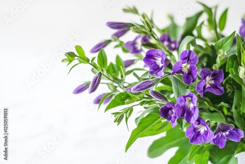 Beautiful baikal skullcap floral display with striking purple petals and rich green leaves on a bright white background for wellness, herbal remedies, and nature enthusiasts photo