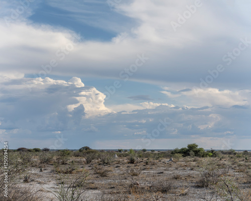 thundery clouds over flat sandveld countryside, near Namutoni,  Namibia photo