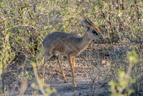 Damara dik-dik male amidst bushes of sandveld, near Namutoni,  Namibia photo