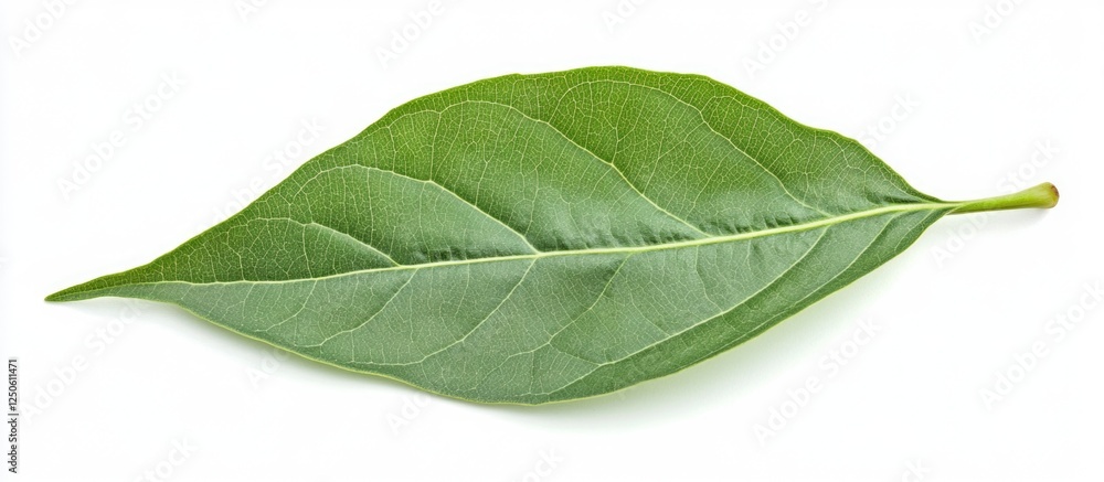 Fototapeta premium Green leaf on a white background showcasing natural texture and vibrant color ideal for organic and environmental themes