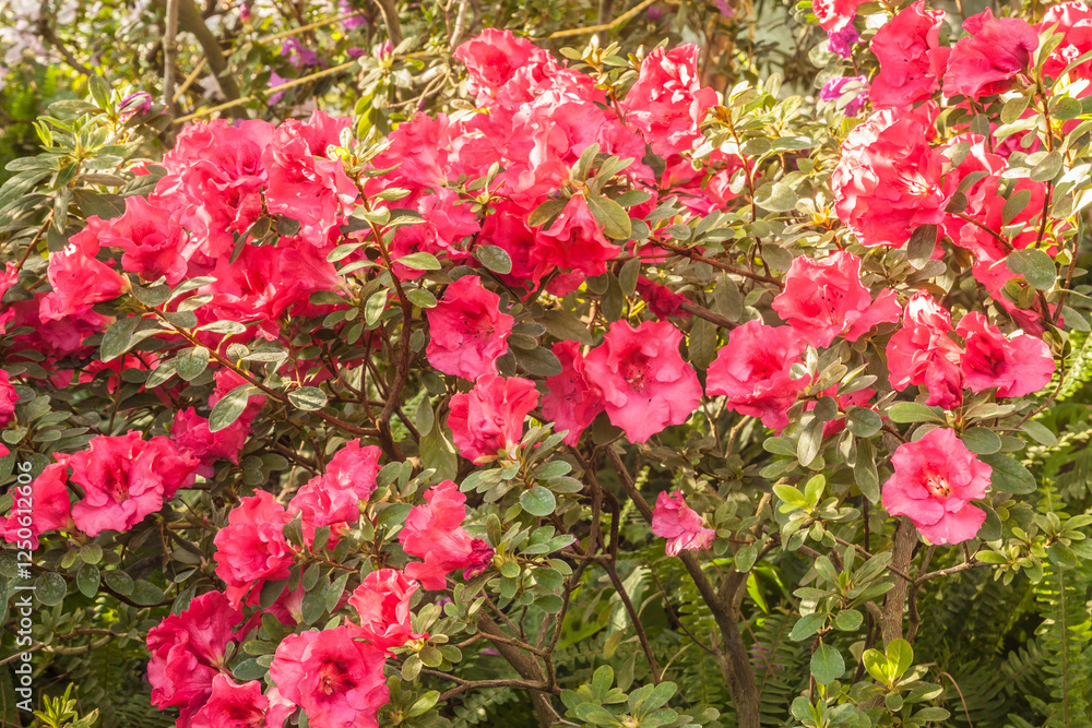 Pink azalea (rhododendron) in the greenhouse. Pink azalea (rhododendron) in the greenhouse.