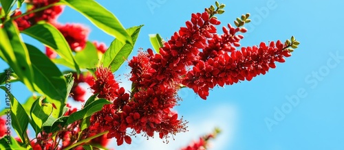 Vibrant red blossoms of blooming sumac tree Rhus typhina against a bright blue sky in a sunny summer setting photo