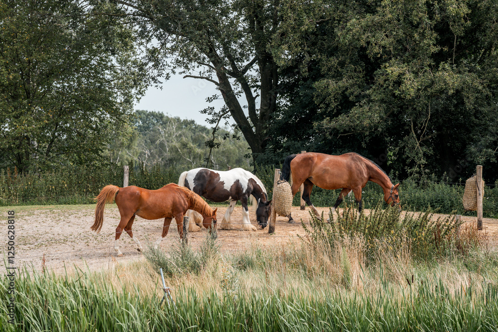 horse equine natural habitat behaviour pony animal farm paddock paradise horse equine natural habitat behaviour pony animal farm paddock paradise