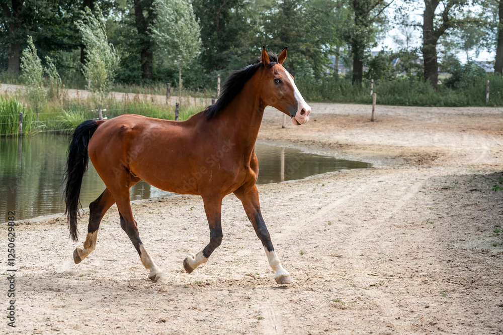 horse equine in natural habitat environment pony horse equine in natural habitat environment pony