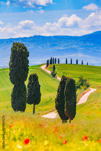 Pienza, Italy. Breathtaking Toscana countryside landscape featuring rolling hills covered in golden wheat fields.