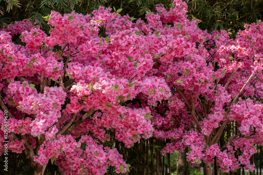 Cherry Blossom, Flower, Springtime, Japan, Cherry Tree Cherry Blossom, Flower, Springtime, Japan, Cherry Tree