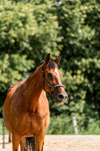 horse equine behaviour living environment pretty summer green natural