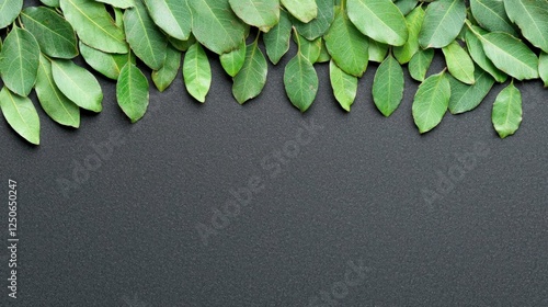 Green Leaves Border on Black Background