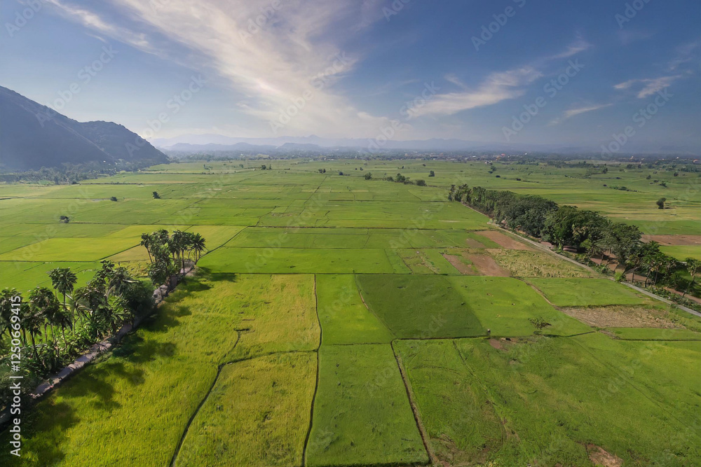 Aerial view of green paddy field with mountain background, Asia. Aerial view of green paddy field with mountain background, Asia.