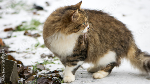 Photography fluffy, ginger cat with white breasts and green eyes