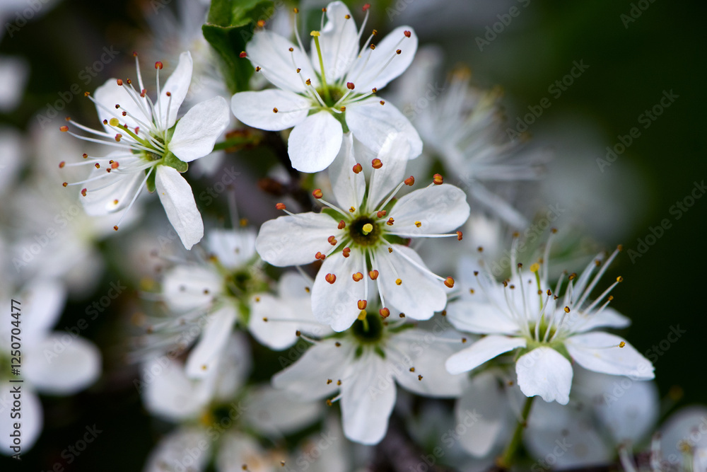 Twig of flowering blackthorn, Prunus spinosa, in spring. white flowers, natural floral background. delicate spring flowers, close-up. spring natural background, flowering tree Twig of flowering blackthorn, Prunus spinosa, in spring. white flowers, natural floral background. delicate spring flowers, close-up. spring natural background, flowering tree