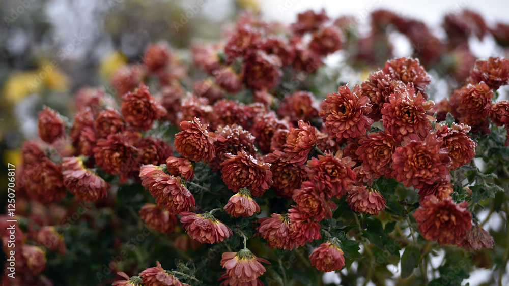 flowers late autumn. Rime. morning frost. Bushes chrysanthemums covered with frost. first frosts. cold season. low temperature. winter background. close-up. autumn morning frosts, garden, flowerbed flowers late autumn. Rime. morning frost. Bushes chrysanthemums covered with frost. first frosts. cold season. low temperature. winter background. close-up. autumn morning frosts, garden, flowerbed