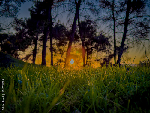 green forest at sunset in the evening