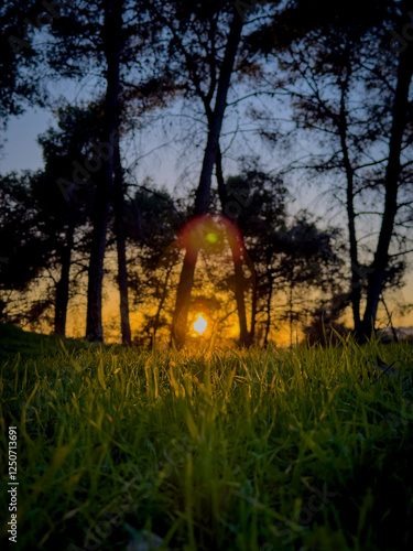 green forest at sunset in the evening