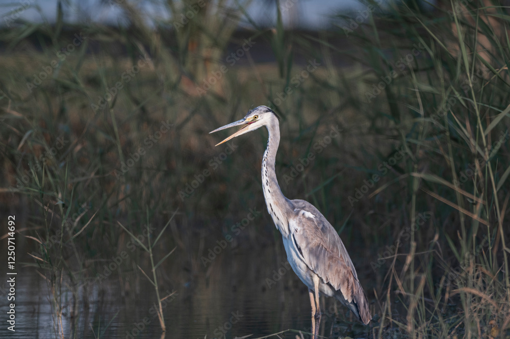 Grey Heron in Qudra Lakes in the desert of UAE Grey Heron in Qudra Lakes in the desert of UAE