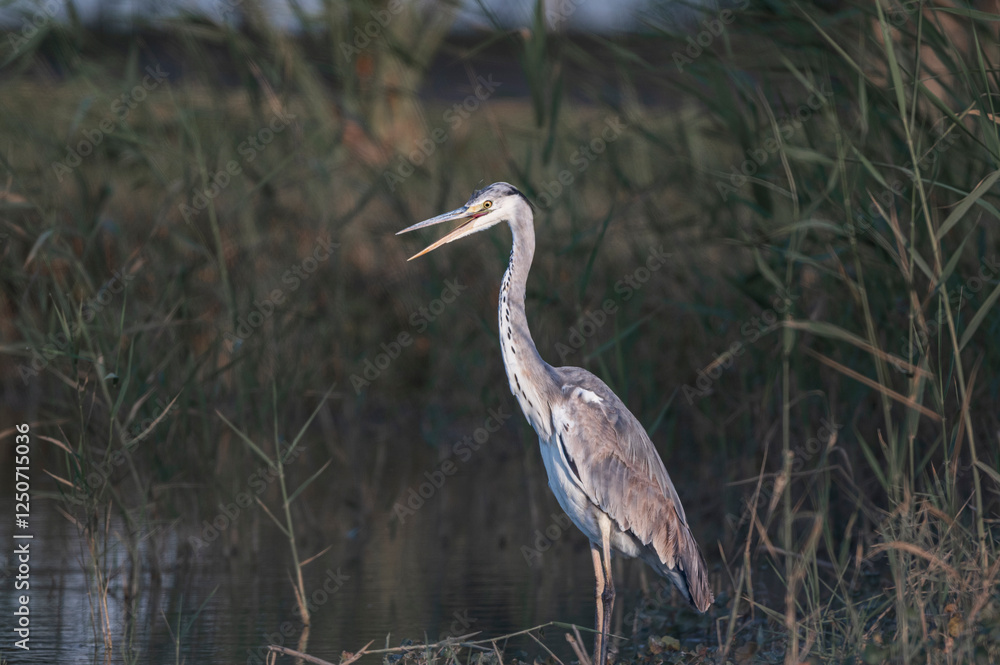 Grey Heron in Qudra Lakes in the desert of UAE Grey Heron in Qudra Lakes in the desert of UAE