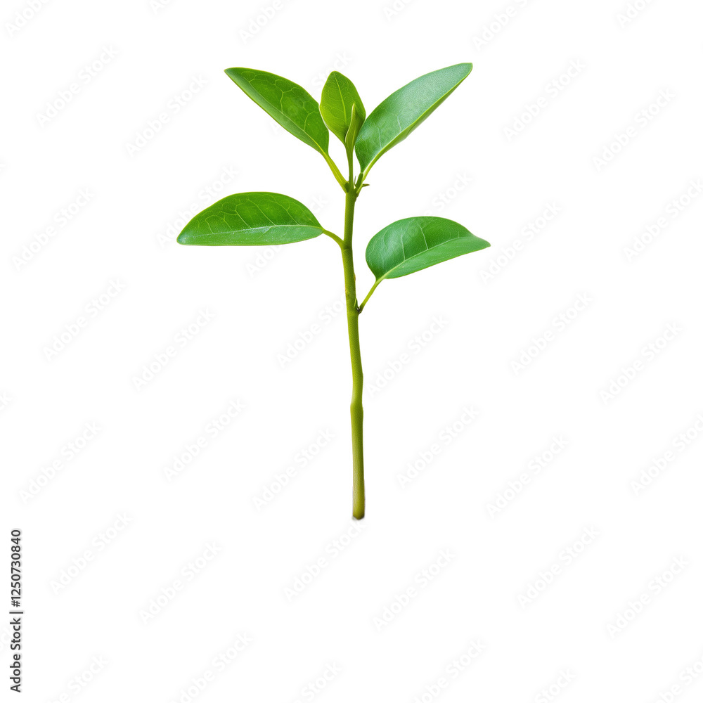 Growing Young Plant in Soil isolated on transparent background
Growing Young Plant in Soil isolated on transparent background