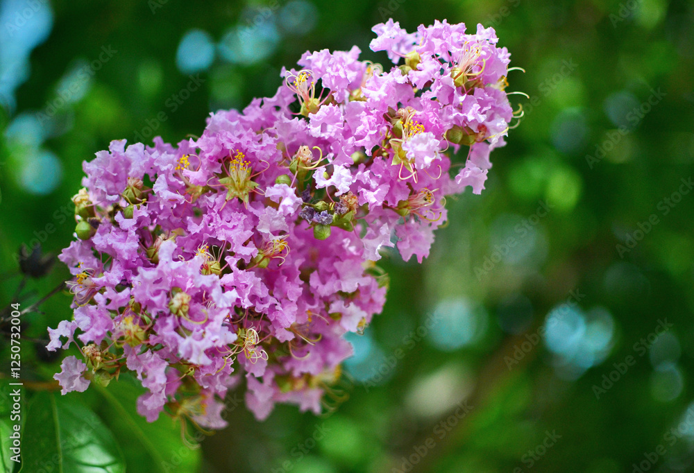 Lagerstroemia indica, also known as crape myrtle or Indian lilac. Lagerstroemia indica, also known as crape myrtle or Indian lilac.