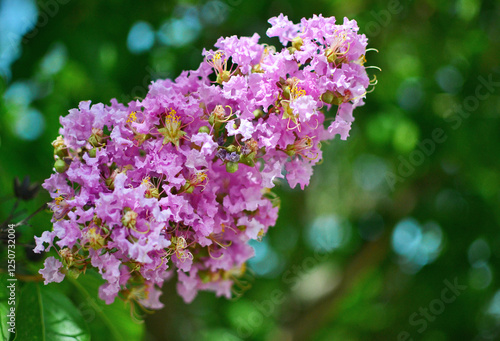 Lagerstroemia indica, also known as crape myrtle or Indian lilac. photo