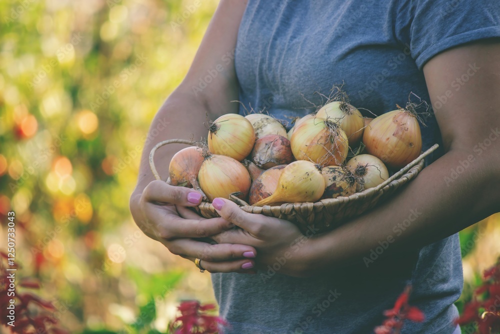 onion harvest in hands in the garden..Country life. onion harvest in hands in the garden..Country life.
