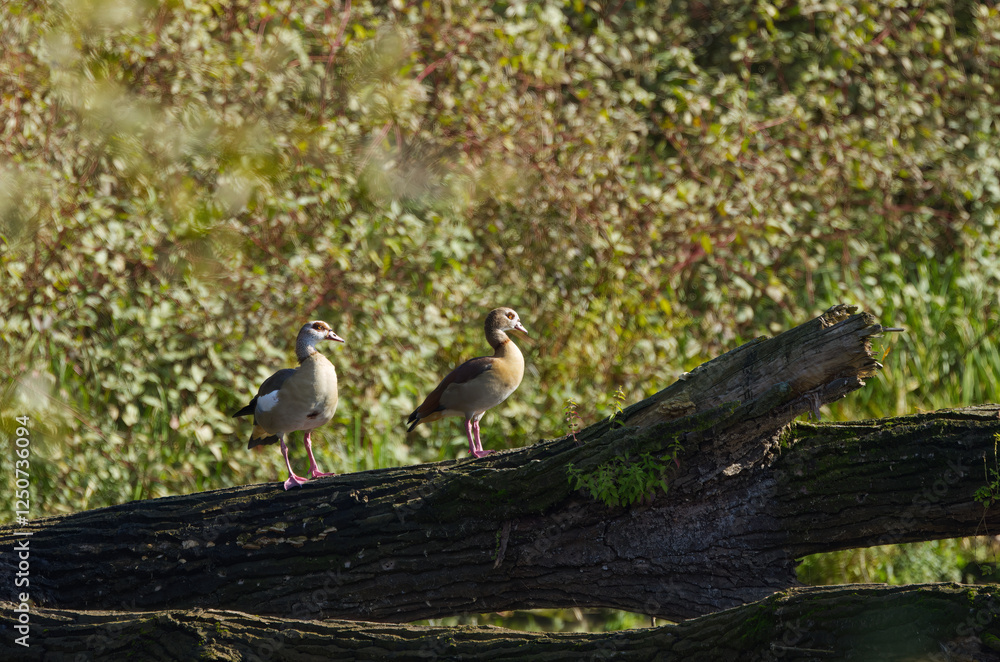 Fototapeta premium egyptian geese on a large fallen tree, egyptian geese on a tree trunk in the lake, beautiful egyptian geese surrounded by autumn colours, Alopochen aegyptiaca