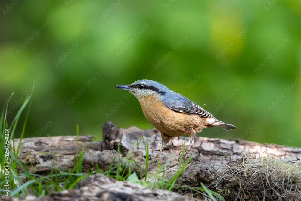 picchio muratore sull'albero (sitta europaea) picchio muratore sull'albero (sitta europaea)