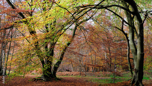 autumn in the forest