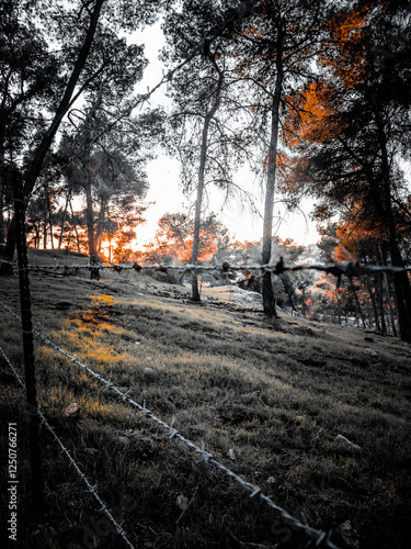 black forest at sunset in the evening