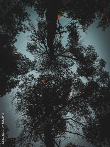 black forest at sunset in the evening