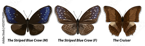 Collection of multicolored butterflies. Set 1. Vector illustration.