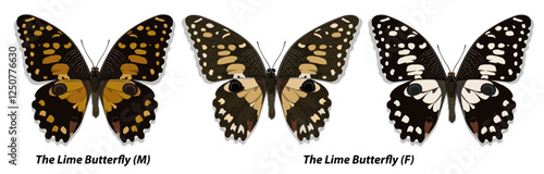 Collection of multicolored butterflies. Set 1. Vector illustration.