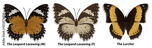 Collection of multicolored butterflies. Set 1. Vector illustration.