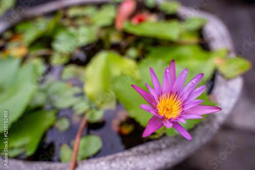 Obraz na płótnie Beautiful Purple Lotus Flower in a Calm Water Lily Pond w salonie