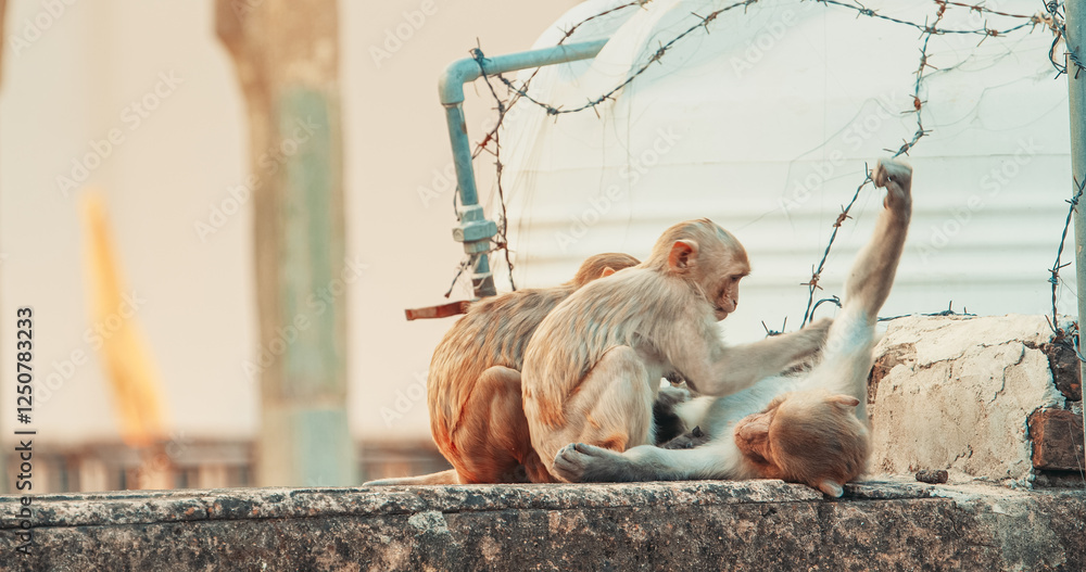 Obraz premium Jaipur, Rajasthan, India. Three Monkeys Sitting Near Water Tank. Water Tank Is Surrounded By Barbed Wire To Keep Out Monkeys. Monkeys Combing Each Other For Fleas. Every Day Life Of India. Bonnet