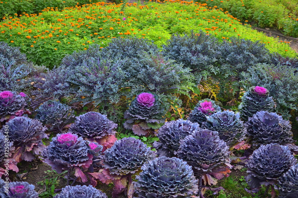 Fototapeta premium Ornamental cabbage, Osaka Red variety.