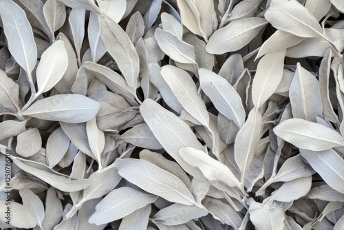 Dried White Sage for Aromatic Ceremonial Cleansing and Blessing Rituals