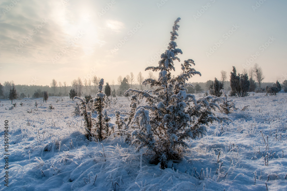 Piękno śnieznej i mroznej zimy w Dolinie Narwi i Biebrzy - Podlasie, Polska