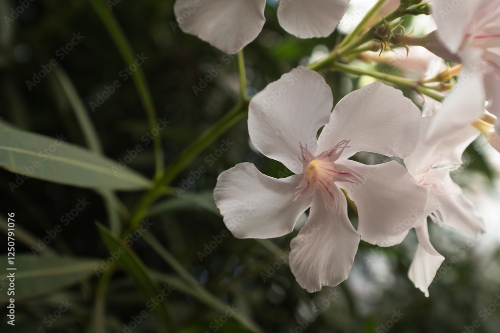 Nerium Oleander White Flowers – Beautiful Evergreen Shrub with Blossoms – Popular Ornamental Plant for Gardens, Landscaping, and Mediterranean Climates. High quality photography Nerium Oleander White Flowers – Beautiful Evergreen Shrub with Blossoms – Popular Ornamental Plant for Gardens, Landscaping, and Mediterranean Climates. High quality photography