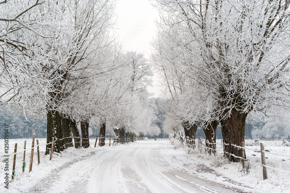 Piękno śnieznej i mroznej zimy w Dolinie Narwi i Biebrzy - Podlasie, Polska