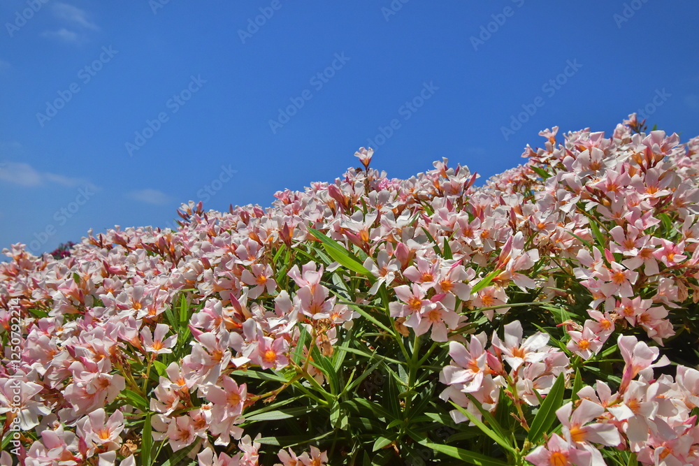 Nerium oleander Nerium oleander