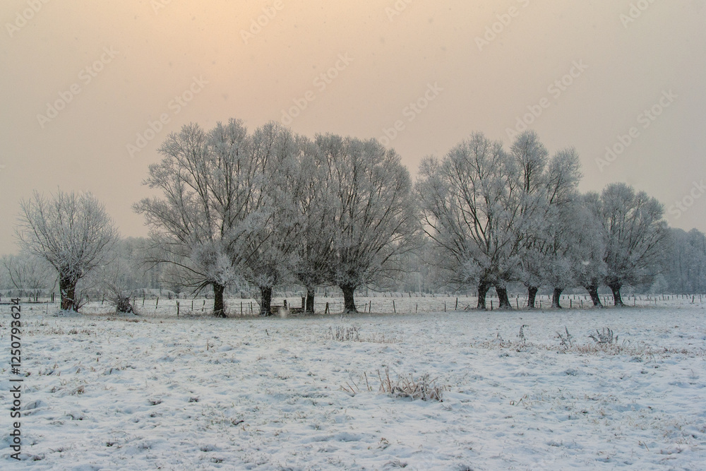 Piękno śnieznej i mroznej zimy w Dolinie Narwi i Biebrzy - Podlasie, Polska