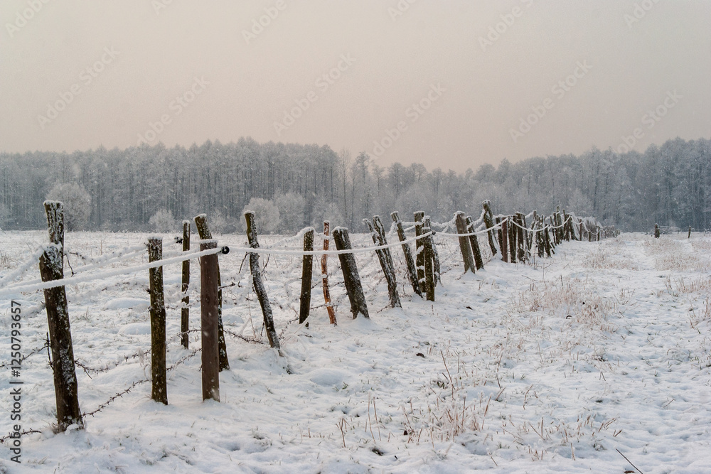 Piękno śnieznej i mroznej zimy w Dolinie Narwi i Biebrzy - Podlasie, Polska