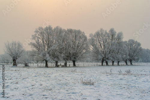 Piękno śnieznej i mroznej zimy w Dolinie  Narwi i Biebrzy - Podlasie, Polska photo