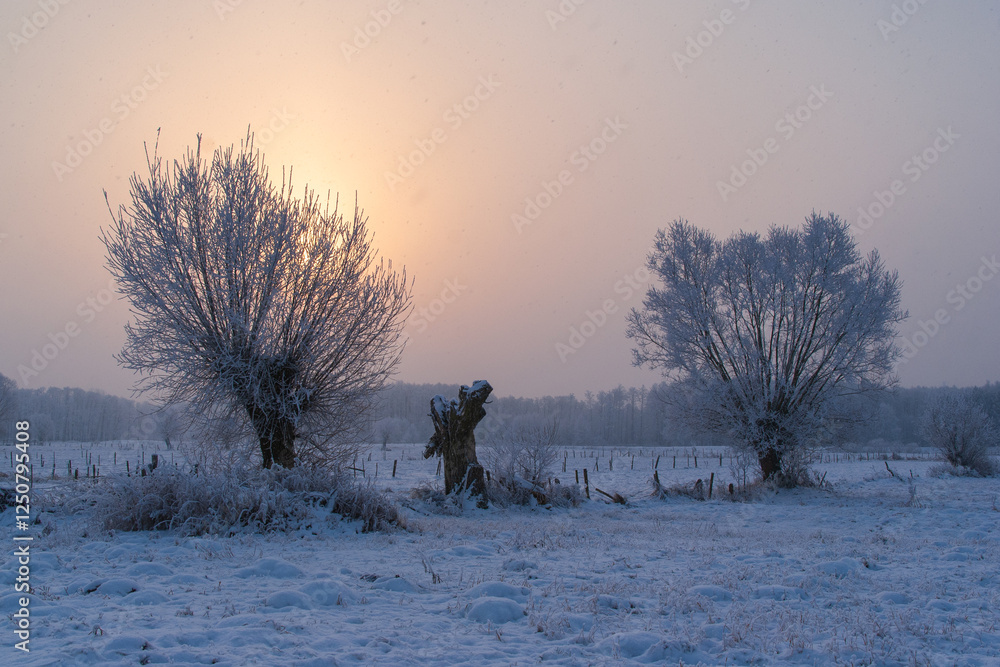 Piękno śnieznej i mroznej zimy w Dolinie Narwi i Biebrzy - Podlasie, Polska