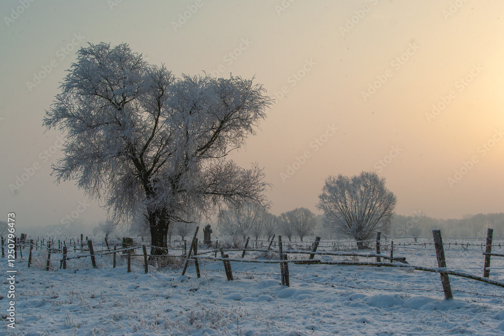 Piękno śnieznej i mroznej zimy w Dolinie Narwi i Biebrzy - Podlasie, Polska