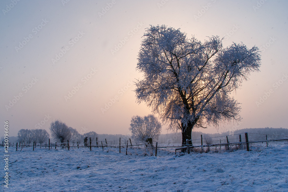Piękno śnieznej i mroznej zimy w Dolinie Narwi i Biebrzy - Podlasie, Polska