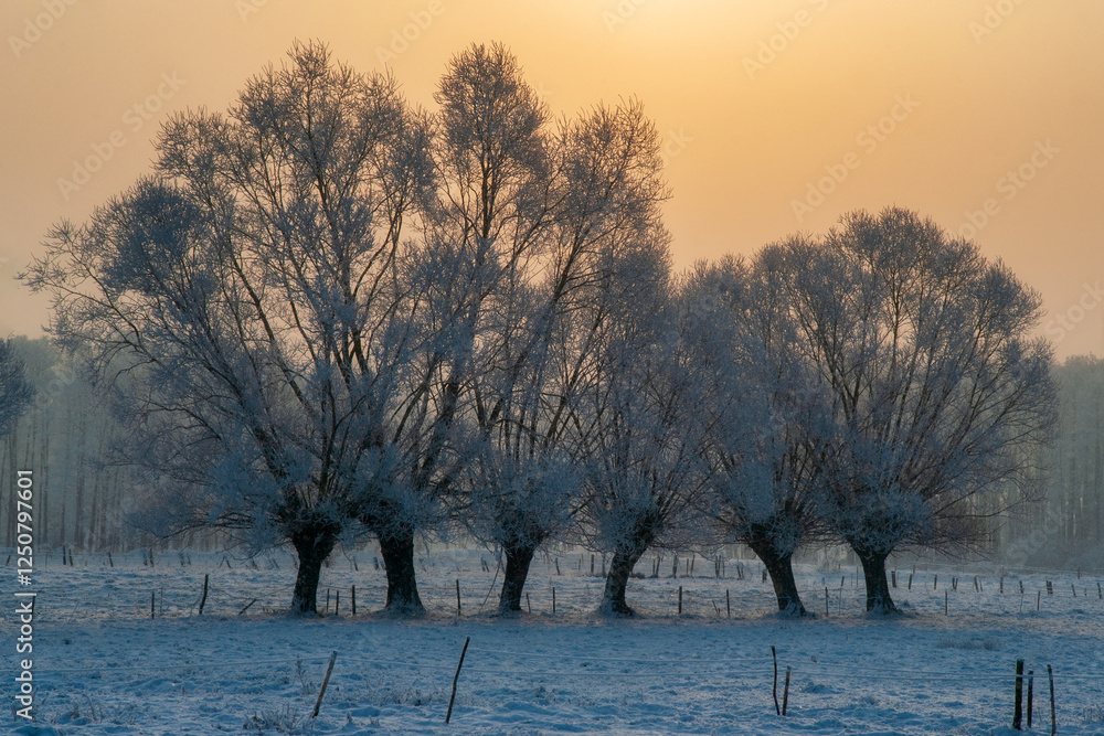 Piękno śnieznej i mroznej zimy w Dolinie Narwi i Biebrzy - Podlasie, Polska