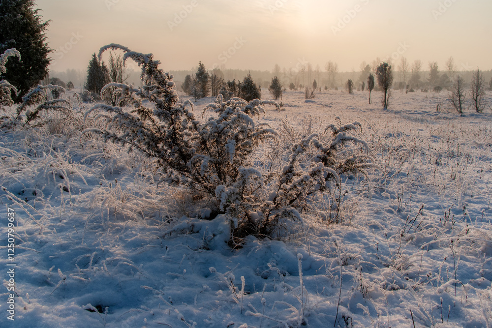 Piękno śnieznej i mroznej zimy w Dolinie Narwi i Biebrzy - Podlasie, Polska