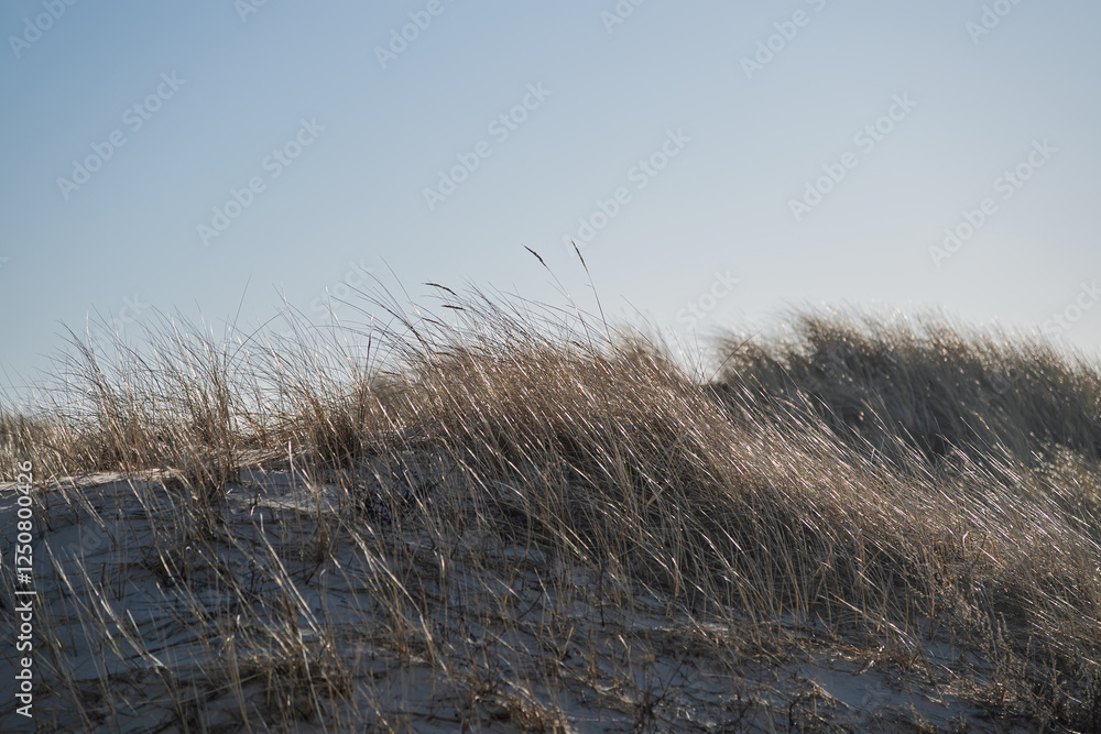 Fototapeta premium Dry grass on dunes by Baltic sea.