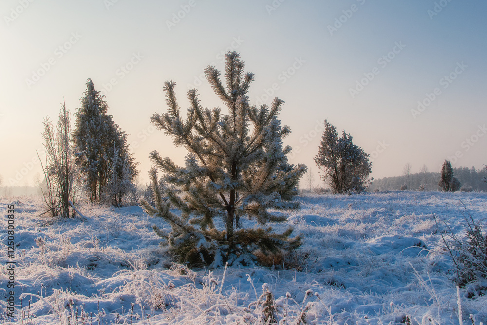 Piękno śnieznej i mroznej zimy w Dolinie Narwi i Biebrzy - Podlasie, Polska